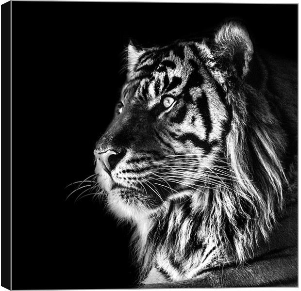 Tiger Mono Canvas Print by Dave Wragg