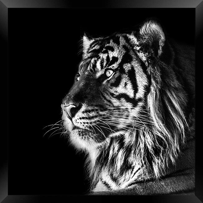 Tiger Mono Framed Print by Dave Wragg