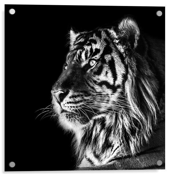 Tiger Mono Acrylic by Dave Wragg