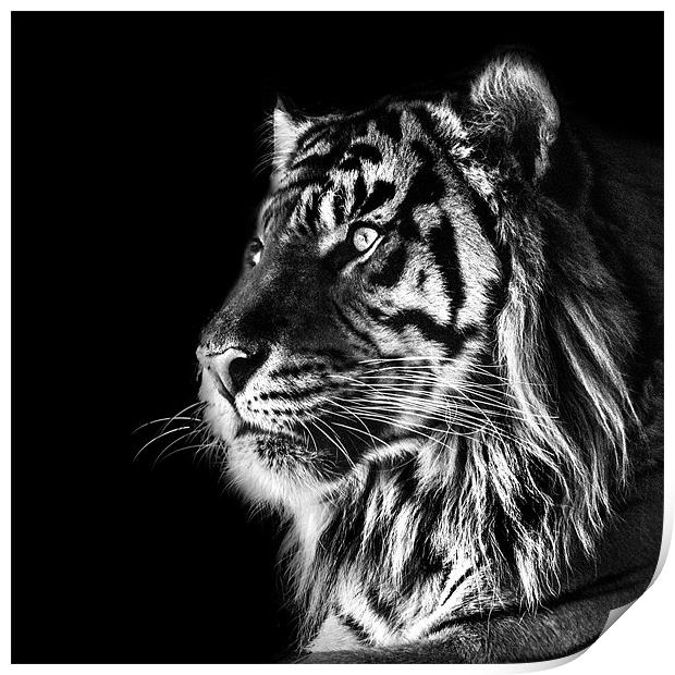 Tiger Mono Print by Dave Wragg