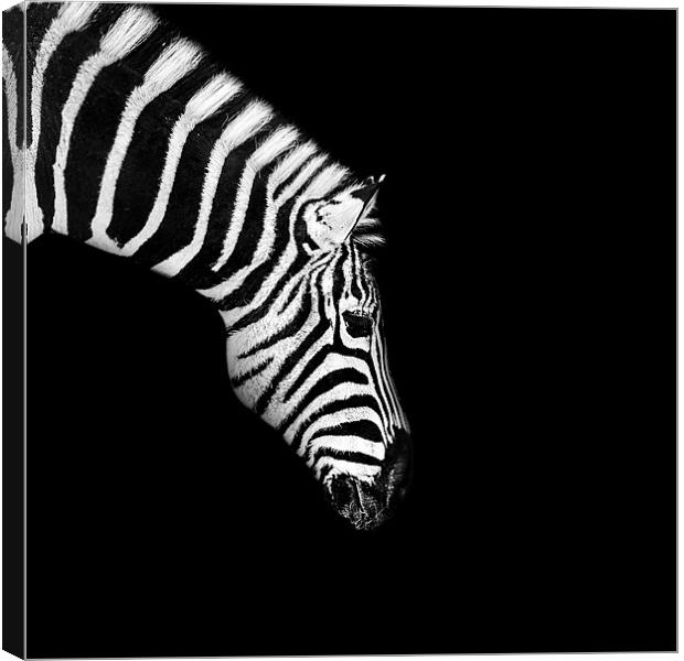 Zebra Mono Canvas Print by Dave Wragg