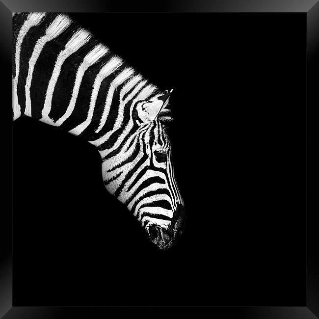 Zebra Mono Framed Print by Dave Wragg