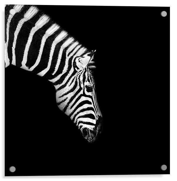 Zebra Mono Acrylic by Dave Wragg