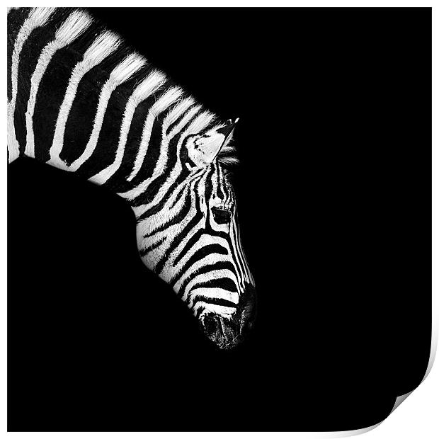Zebra Mono Print by Dave Wragg