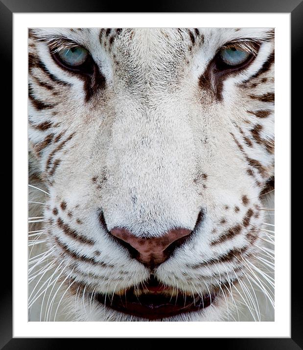 EYES OF THE WHITE TIGER Framed Mounted Print by CATSPAWS 