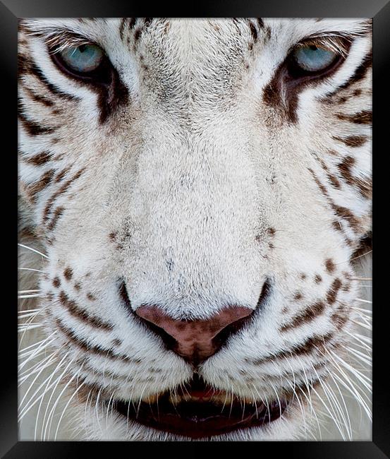 EYES OF THE WHITE TIGER Framed Print by CATSPAWS 
