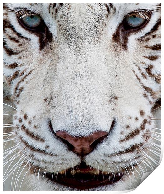 EYES OF THE WHITE TIGER Print by CATSPAWS 