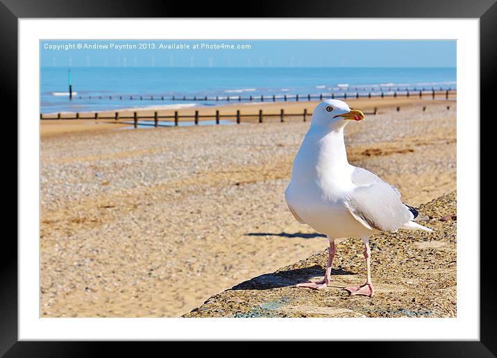 Seagull Framed Mounted Print by Andrew Poynton