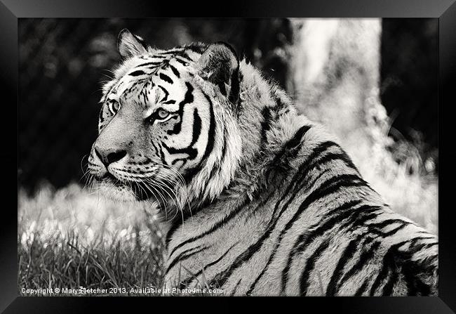 Tiger in Black and White Framed Print by Mary Fletcher