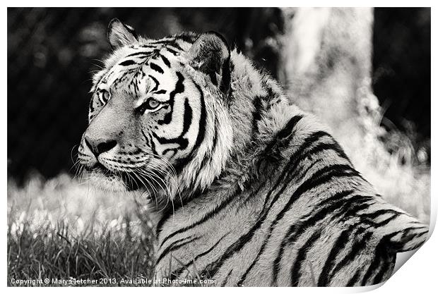 Tiger in Black and White Print by Mary Fletcher