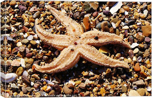 Starfish On The Beach Canvas Print by philip milner