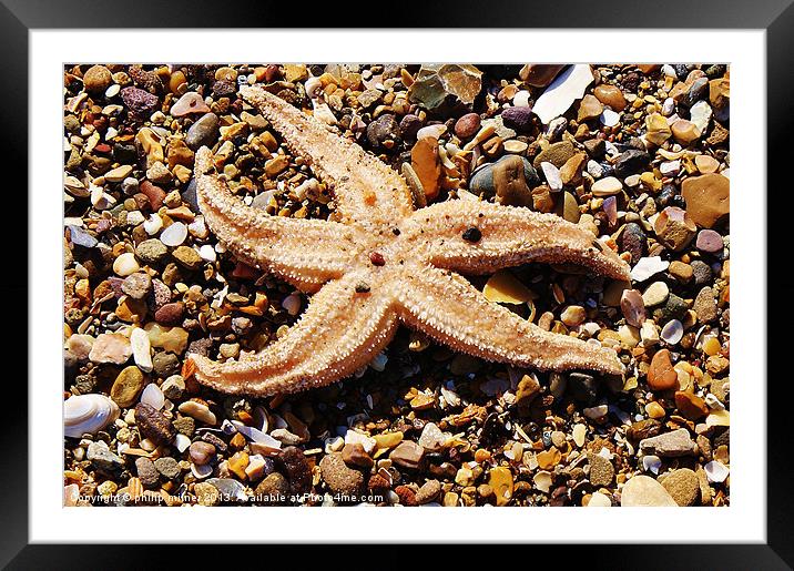 Starfish On The Beach Framed Mounted Print by philip milner