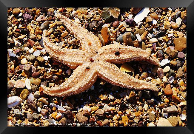 Starfish On The Beach Framed Print by philip milner