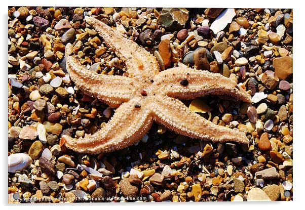 Starfish On The Beach Acrylic by philip milner