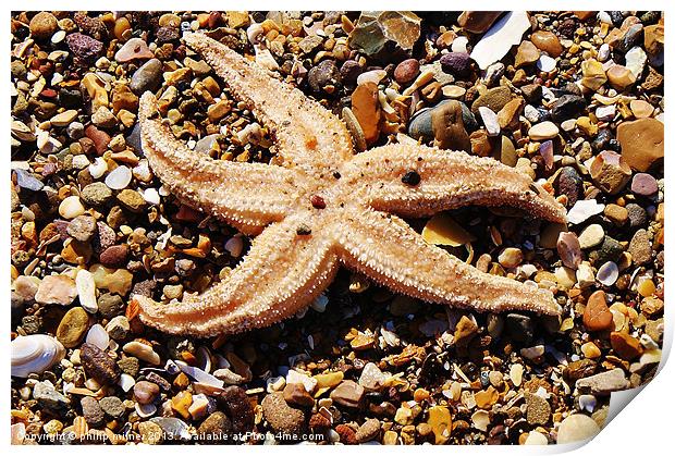 Starfish On The Beach Print by philip milner