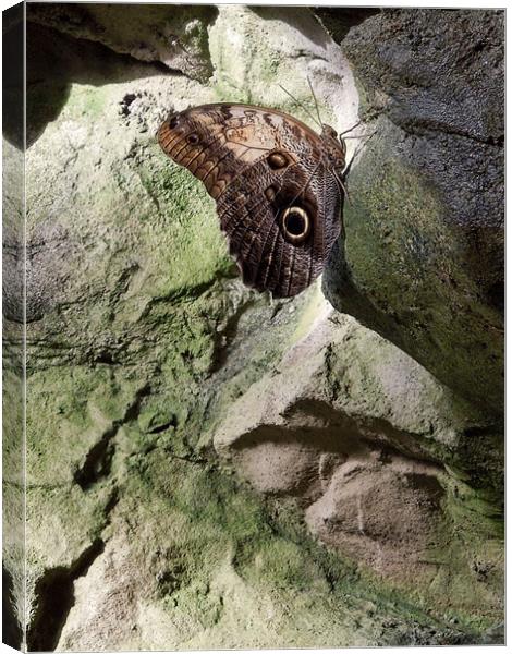 Rock Climbing Butterfly Canvas Print by Iona Newton