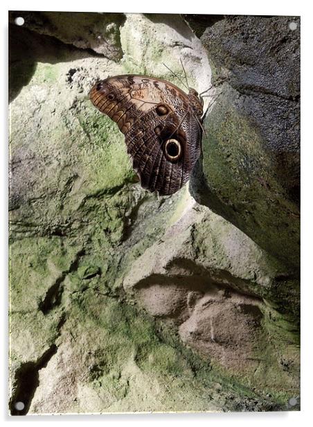Rock Climbing Butterfly Acrylic by Iona Newton