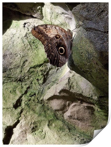 Rock Climbing Butterfly Print by Iona Newton