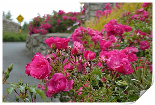 Road side Roses Print by Don Rorke