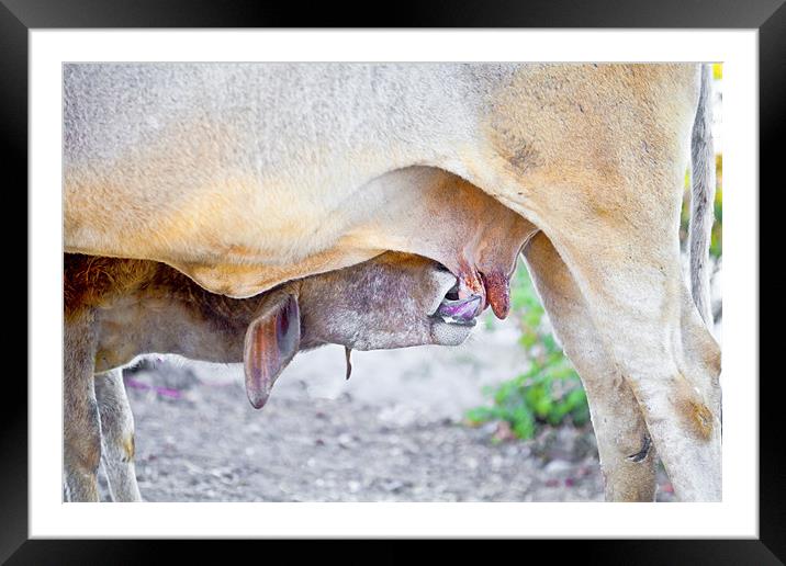 Where is the udder one Framed Mounted Print by Arfabita  