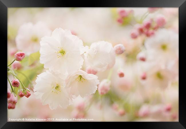 Pretty Blossom Framed Print by Natalie Kinnear