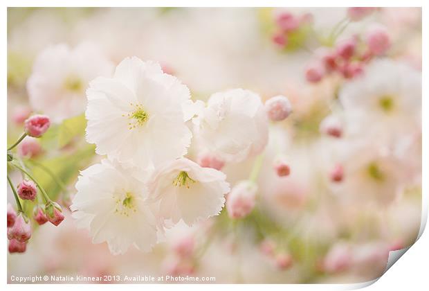 Pretty Blossom Print by Natalie Kinnear