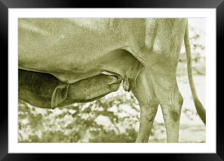 Theres Nothing like Mothers Milk Framed Mounted Print by Arfabita  