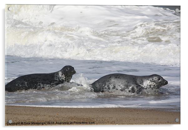 A pair of Horsey seals Acrylic by Sara Messenger