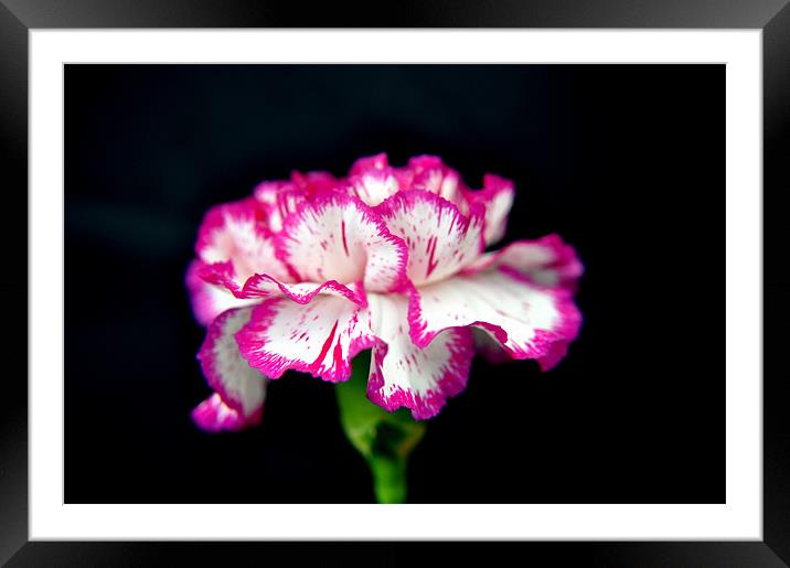 carnation Framed Mounted Print by sue davies