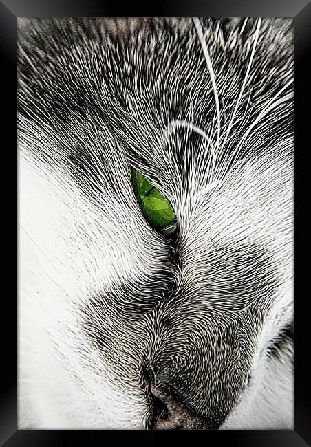 I See You. Framed Print by Rosanna Zavanaiu