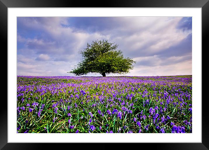 Bluebells Tree Framed Mounted Print by sam moore