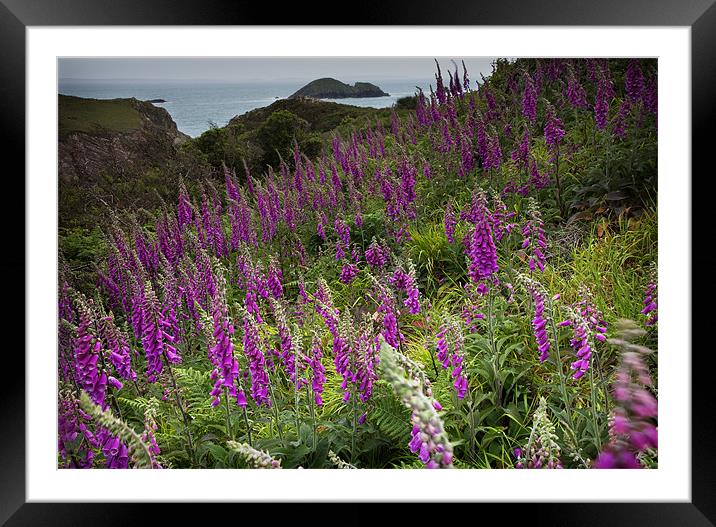 FOXGLOVES Framed Mounted Print by Anthony R Dudley (LRPS)