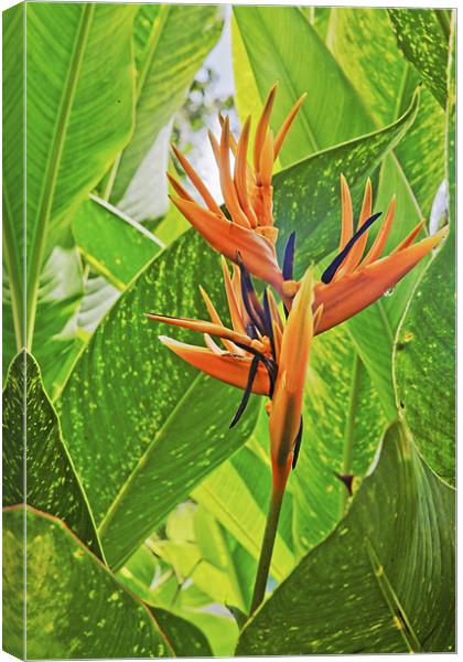 Flora Bird of Paradise in the Greens Canvas Print by Arfabita  