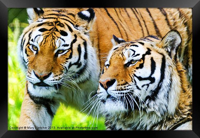 Two Tigers Framed Print by Mary Fletcher