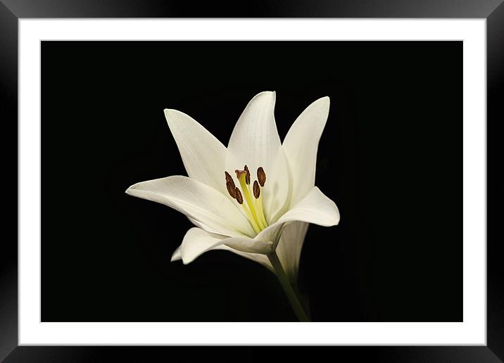 Single White Lily Stem Framed Mounted Print by Simon West