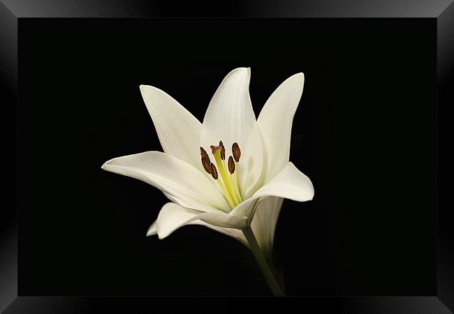 Single White Lily Stem Framed Print by Simon West