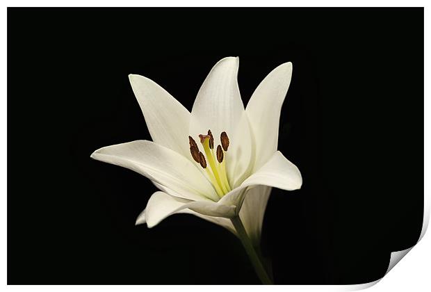 Single White Lily Stem Print by Simon West