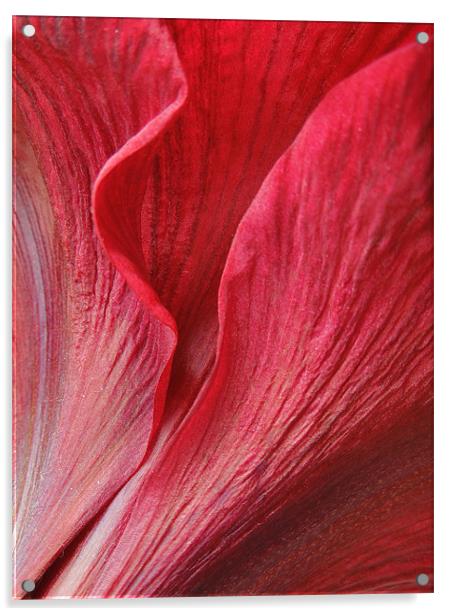 amaryllis Acrylic by Heather Newton