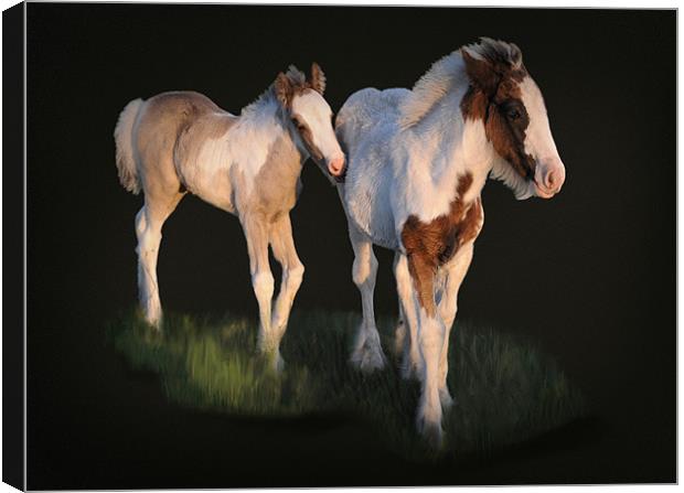 Foals in the evening sun Canvas Print by Robert Fielding