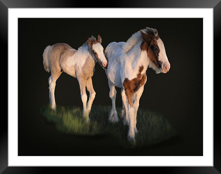 Foals in the evening sun Framed Mounted Print by Robert Fielding