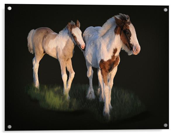 Foals in the evening sun Acrylic by Robert Fielding