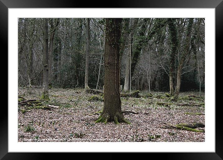 Dark Woods Framed Mounted Print by Simon Alesbrook