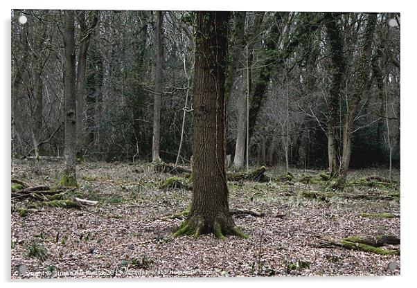 Dark Woods Acrylic by Simon Alesbrook