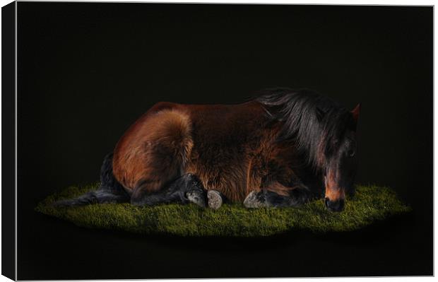 Portrait of a horse Canvas Print by Robert Fielding