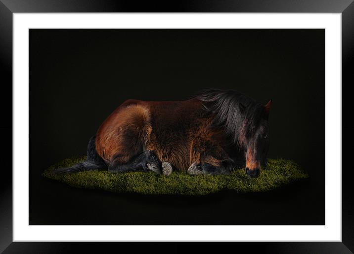 Portrait of a horse Framed Mounted Print by Robert Fielding