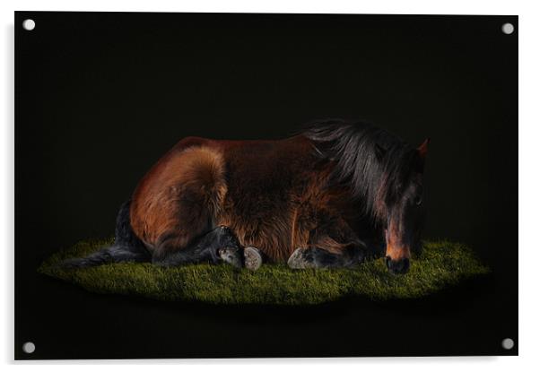 Portrait of a horse Acrylic by Robert Fielding