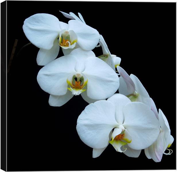 White Orchids Canvas Print by Iona Newton