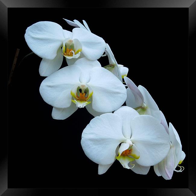 White Orchids Framed Print by Iona Newton