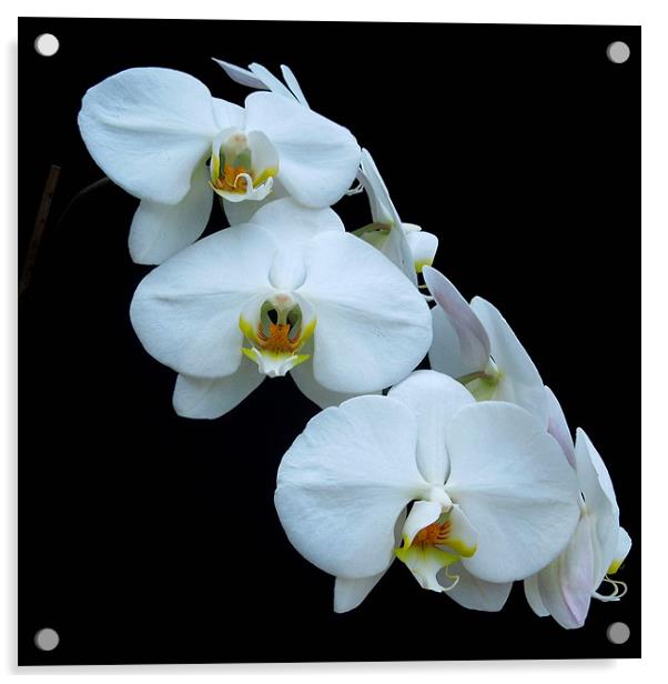 White Orchids Acrylic by Iona Newton