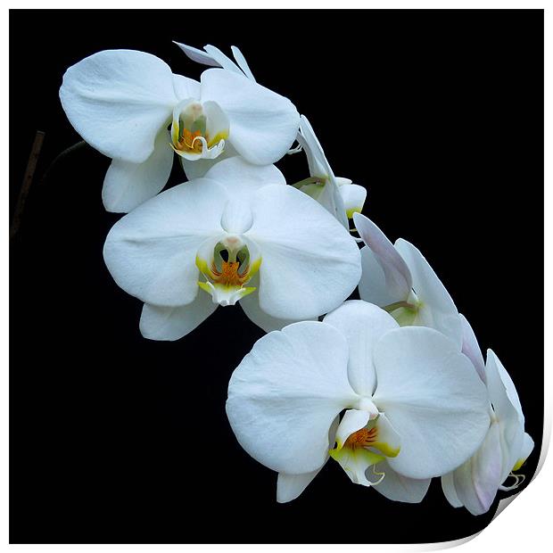 White Orchids Print by Iona Newton